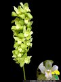 Cymbidium Kal Pollin Ice